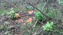 �����ڂ�