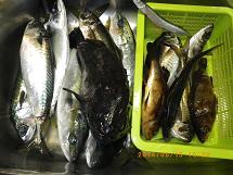 2014�N5���ނꂽ��